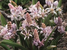 Ladoňka dvoulistá 'Rosea' - Scilla bifolia 'Rosea'