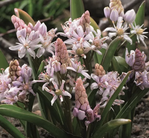 Ladoňka dvoulistá 'Rosea' - Scilla bifolia 'Rosea'