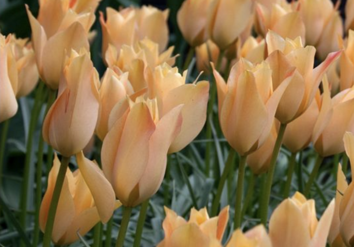 Tulipán botanický 'Bronze Charm' - Tulipa batalinii 'Bronze Charm'