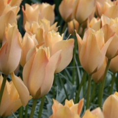 Tulipán botanický 'Bronze Charm' - Tulipa batalinii 'Bronze Charm'