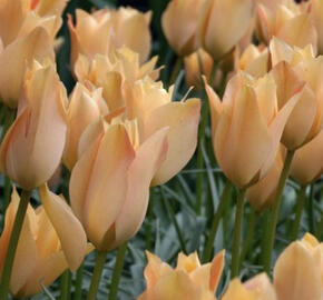 Tulipán botanický 'Bronze Charm'