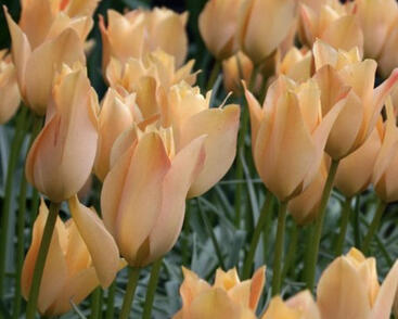 Tulipán botanický 'Bronze Charm'