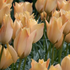 Tulipa batalinii 'Bronze Charm'.png