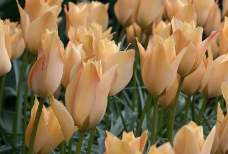 Tulipán botanický 'Bronze Charm' - Tulipa batalinii 'Bronze Charm'