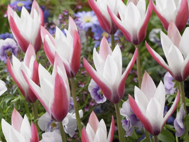 Tulipán botanický clusiana 'Peppermint Stick' - Tulipa clusiana 'Peppermint Stick'