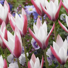 Tulipán botanický clusiana 'Peppermint Stick' - Tulipa clusiana 'Peppermint Stick'