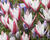 Tulipán botanický clusiana 'Peppermint Stick'