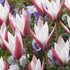 Tulipa clusiana 'Peppermint Stick'.png