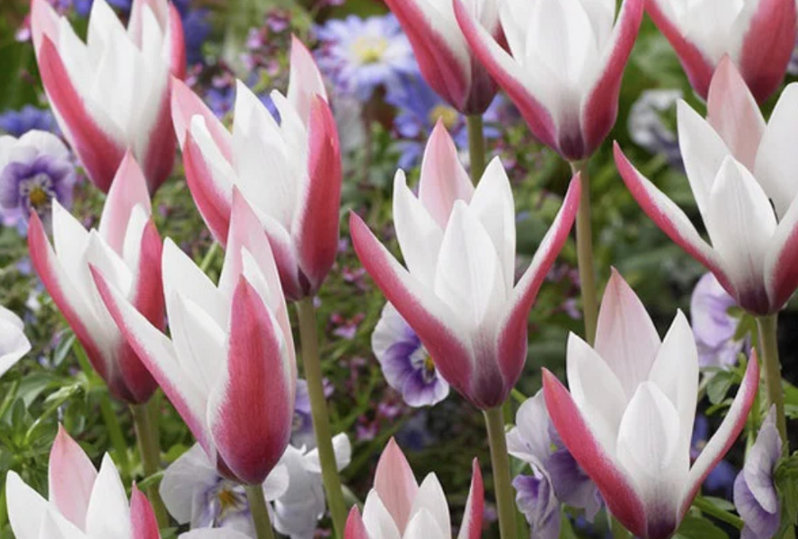 Tulipán botanický clusiana 'Peppermint Stick' - Tulipa clusiana 'Peppermint Stick'