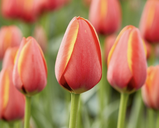 Tulipán Darwin hybrid 'Ad Rem' - Tulipa Darwin hybrid 'Ad Rem'