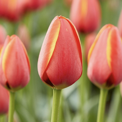 Tulipán Darwin hybrid 'Ad Rem' - Tulipa Darwin hybrid 'Ad Rem'