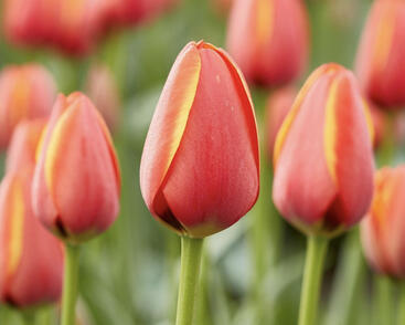 Tulipán Darwin hybrid 'Ad Rem'