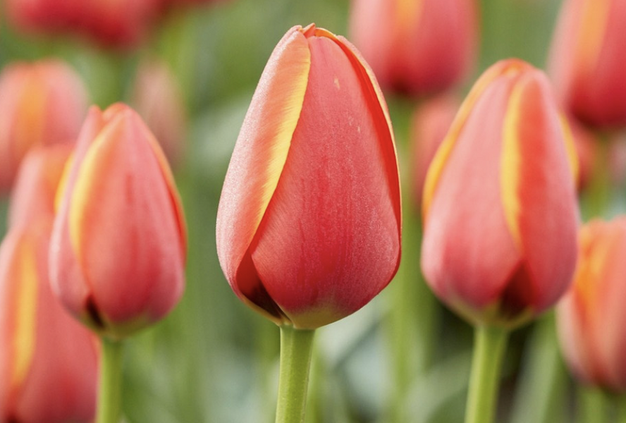 Tulipán Darwin hybrid 'Ad Rem' - Tulipa Darwin hybrid 'Ad Rem'