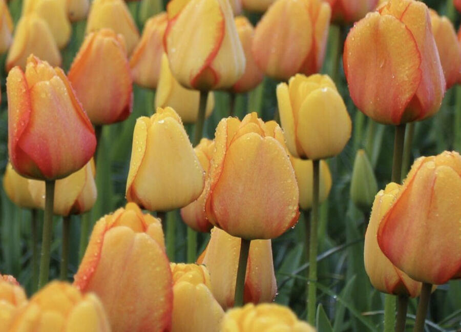 Tulipán Darwin hybrid 'Blushing Apeldoorn' - Tulipa Darwin hybrid 'Blushing Apeldoorn'