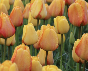 Tulipán Darwin hybrid 'Blushing Apeldoorn'