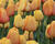 Tulipán Darwin hybrid 'Blushing Apeldoorn'