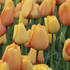 Tulipa Darwin hybrid Blushing Apeldoorn.png