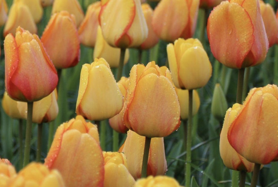 Tulipán Darwin hybrid 'Blushing Apeldoorn' - Tulipa Darwin hybrid 'Blushing Apeldoorn'