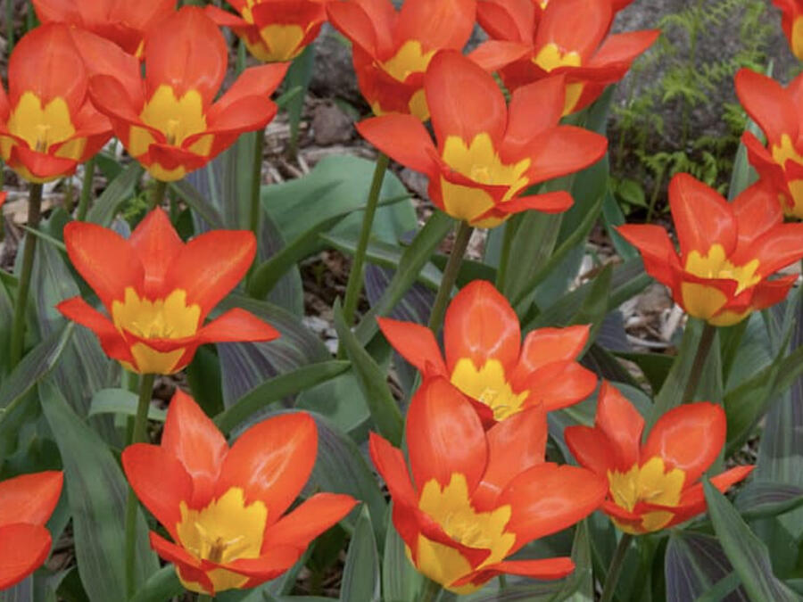 Tulipán Fosterův 'Juan' - Tulipa Fosteriana 'Juan'