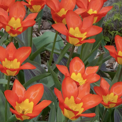 Tulipán Fosterův 'Juan' - Tulipa Fosteriana 'Juan'