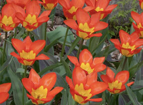 Tulipán Fosterův 'Juan' - Tulipa Fosteriana 'Juan'