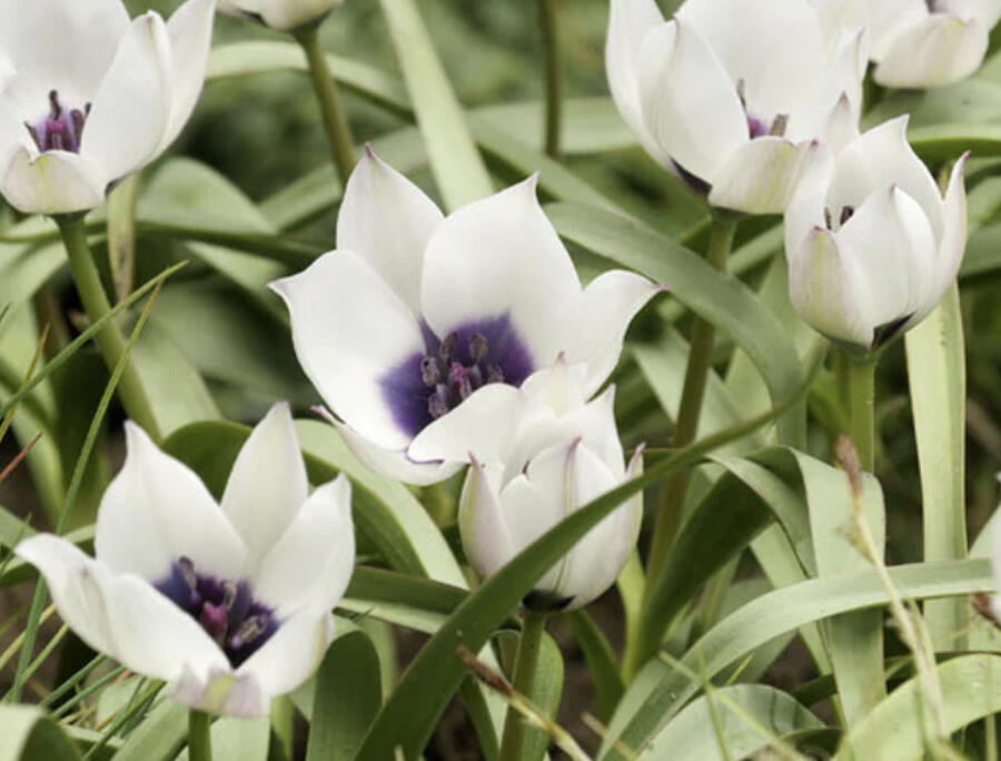 Tulipán botanický nízký 'Alba Coerulea Oculata' - Tulipa humilis 'Alba Coerulea Oculata'