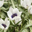 Tulipán botanický nízký 'Alba Coerulea Oculata' - Tulipa humilis 'Alba Coerulea Oculata'