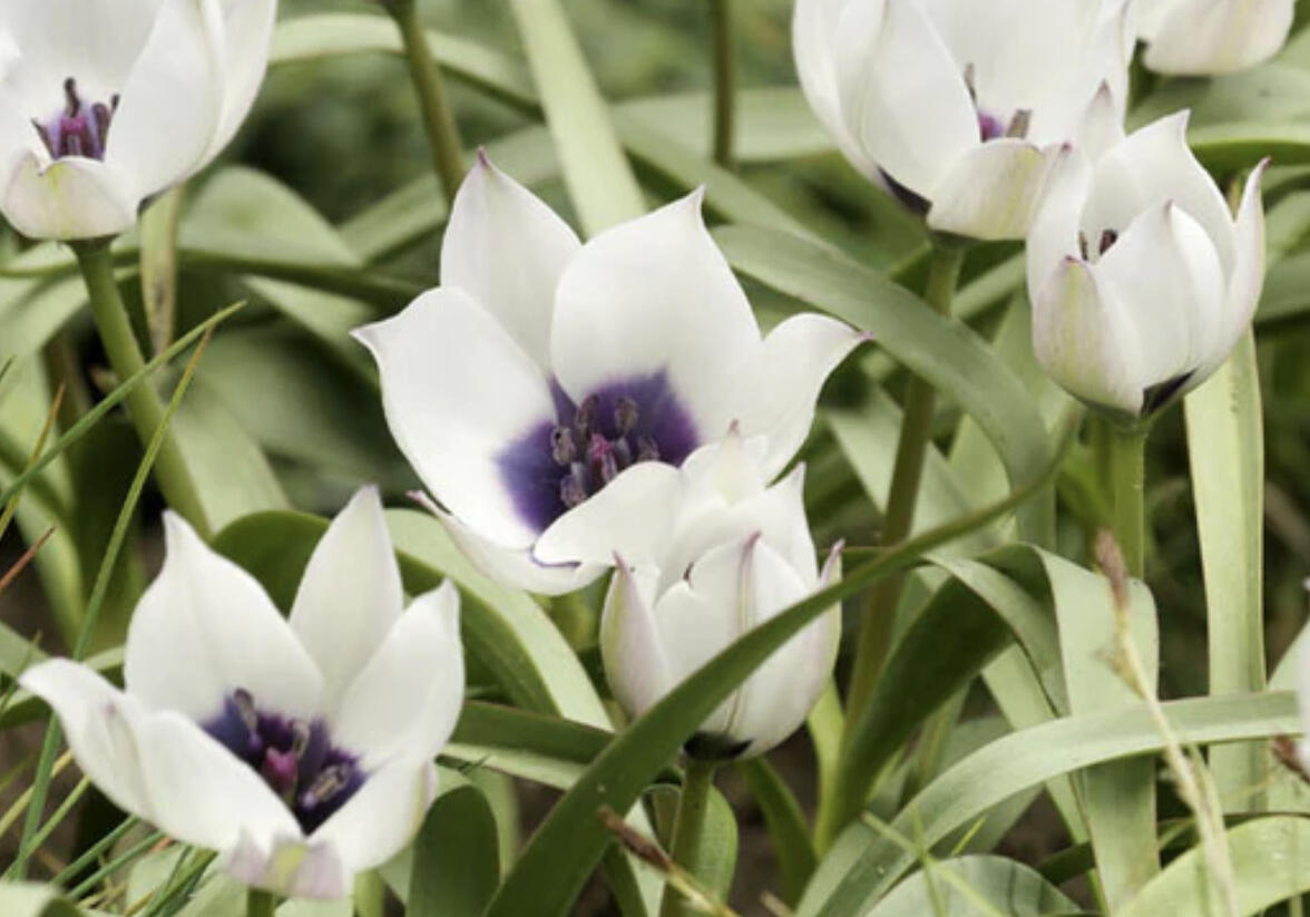 Tulipán botanický nízký 'Alba Coerulea Oculata' - Tulipa humilis 'Alba Coerulea Oculata'