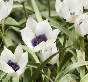 Tulipán botanický nízký 'Alba Coerulea Oculata'
