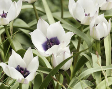Tulipán botanický nízký 'Alba Coerulea Oculata'