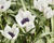 Tulipán botanický nízký 'Alba Coerulea Oculata'