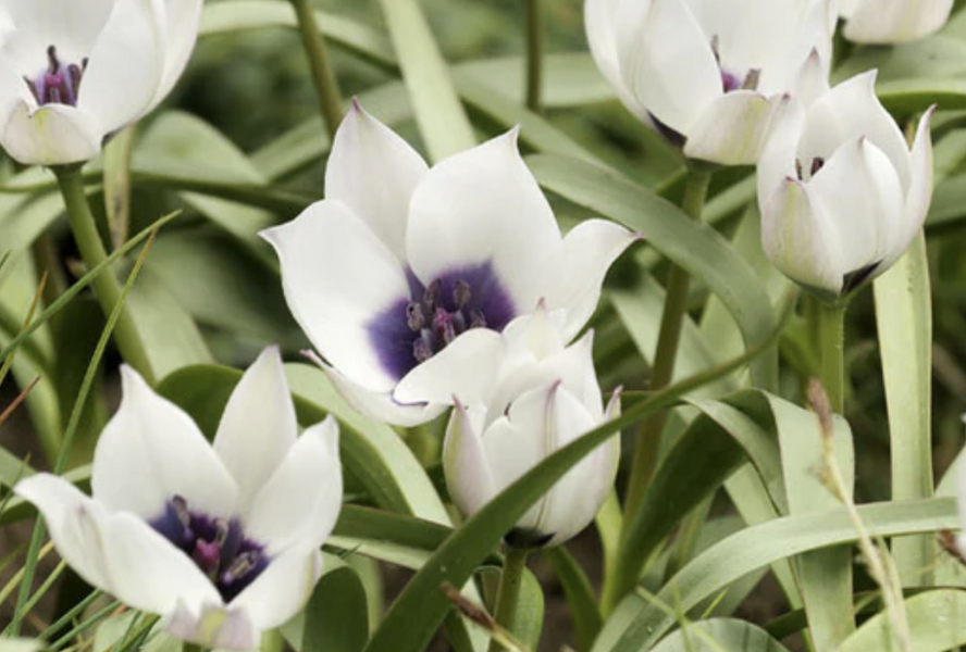 Tulipán botanický nízký 'Alba Coerulea Oculata' - Tulipa humilis 'Alba Coerulea Oculata'