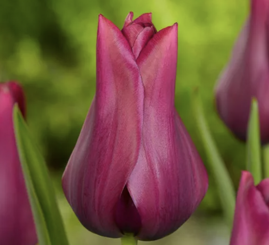 Tulipán liliovitý 'Merlot' - Tulipa Lily Flowering 'Merlot'