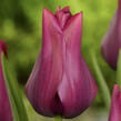 Tulipán liliovitý 'Merlot' - Tulipa Lily Flowering 'Merlot'