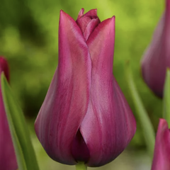 Tulipán liliovitý 'Merlot' - Tulipa Lily Flowering 'Merlot'