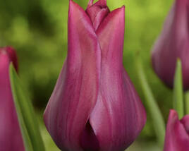 Tulipán liliovitý 'Merlot'