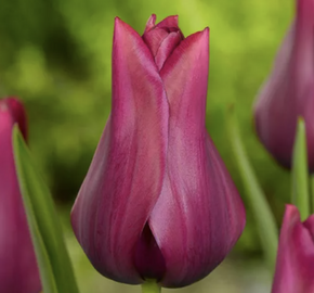 Tulipán liliovitý 'Merlot' - Tulipa Lily Flowering 'Merlot'