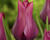 Tulipán liliovitý 'Merlot'