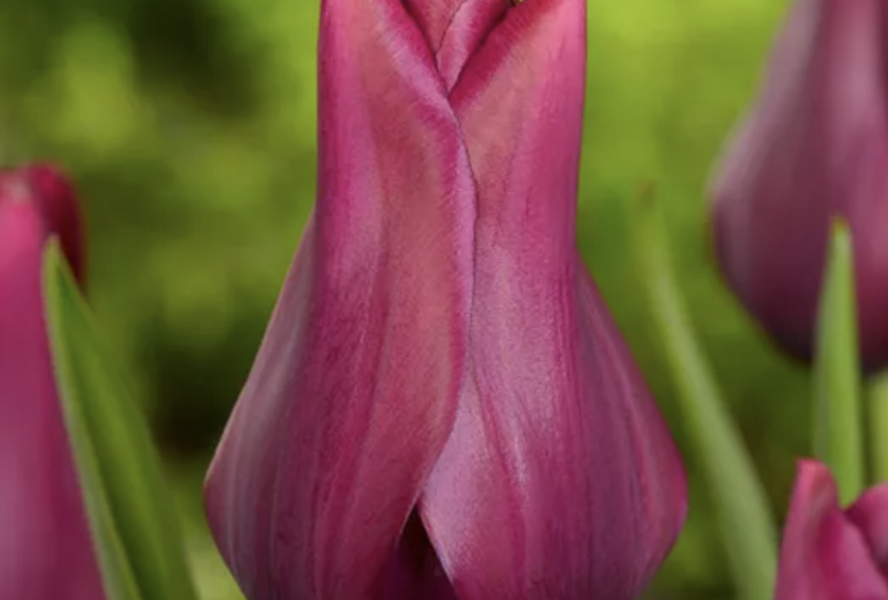 Tulipán liliovitý 'Merlot' - Tulipa Lily Flowering 'Merlot'