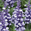 Šalvěj pomoučená 'Farina Arctic Blue' - Salvia farinacea 'Farina Arctic Blue'