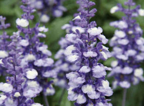 Šalvěj pomoučená 'Farina Arctic Blue' - Salvia farinacea 'Farina Arctic Blue'
