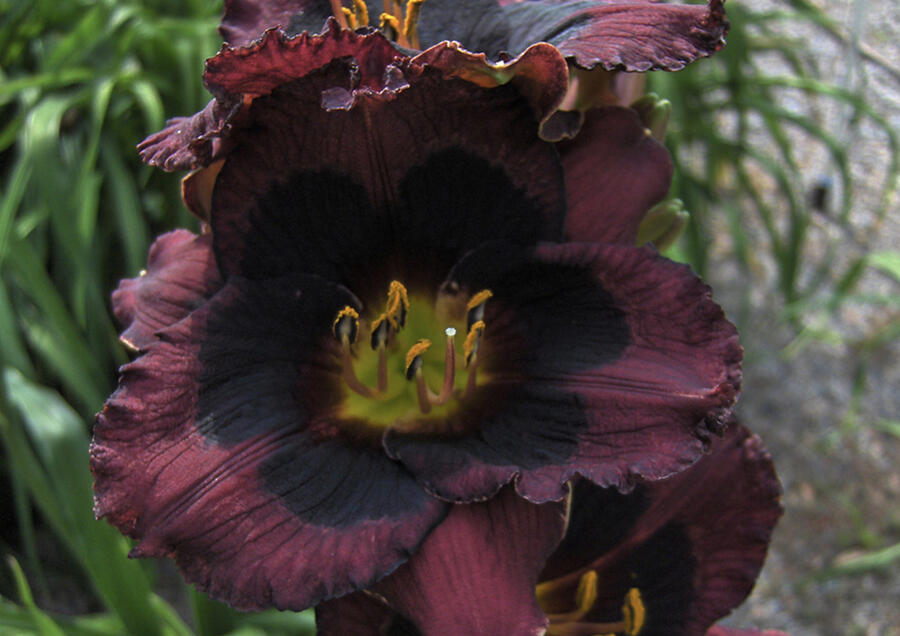 Denivka 'Whoopy' - Hemerocallis 'Whoopy'