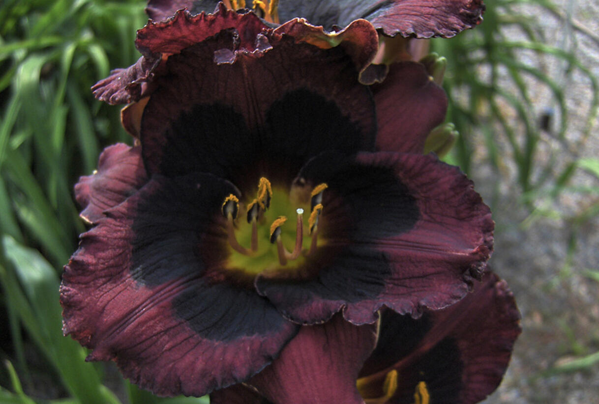 Denivka 'Whoopy' - Hemerocallis 'Whoopy'