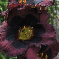 Denivka 'Whoopy' - Hemerocallis 'Whoopy'