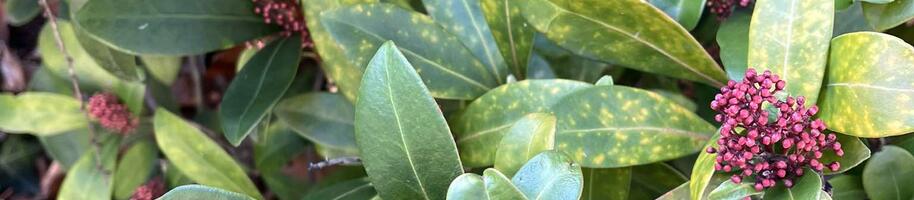 Tipy na keře s bobulemi v zimě