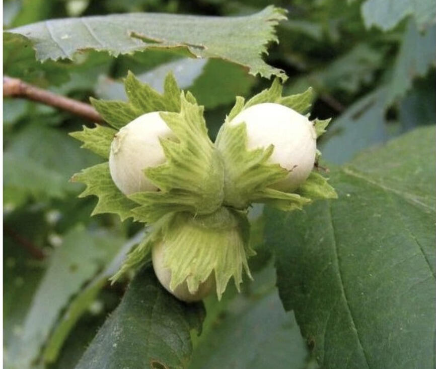 Líska obecná, opylovač 'Hallská obrovská' - Corylus avellana 'Hallská obrovská'
