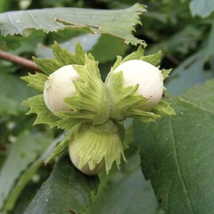 Líska obecná 'Hallská obrovská' - Corylus avellana 'Hallská obrovská'