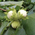 Corylus avellana 'Hallská obrovská'.png