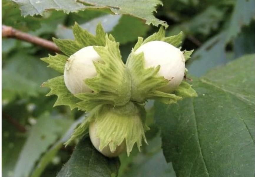 Líska obecná, opylovač 'Hallská obrovská' - Corylus avellana 'Hallská obrovská'
