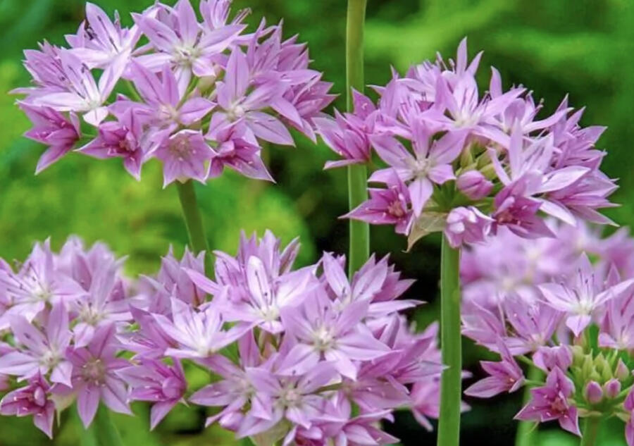 Česnek jednolistý - Allium unifolium
